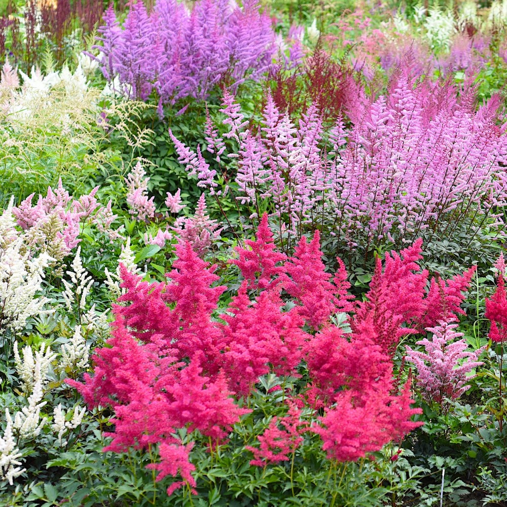 Large Plume Astilbe Mix - 9 Bulbs - Gallery 5