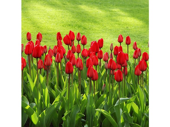 Sky High Scarlet Tulip Flowers