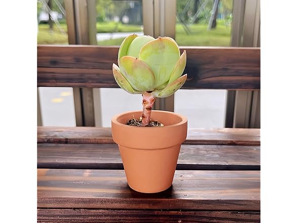 homeemoh GAR-58 10 Pack 2in Terracotta Pots Mini