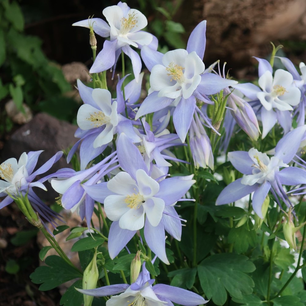 Mixed Columbine - Gallery 9