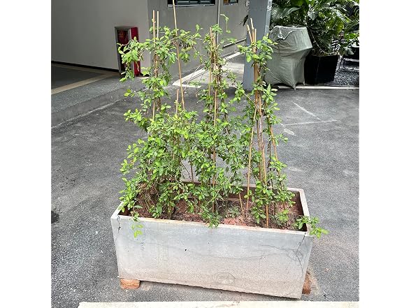 BOVITRO GAR-09 (2 Pack) 18IN Plant Stakes
