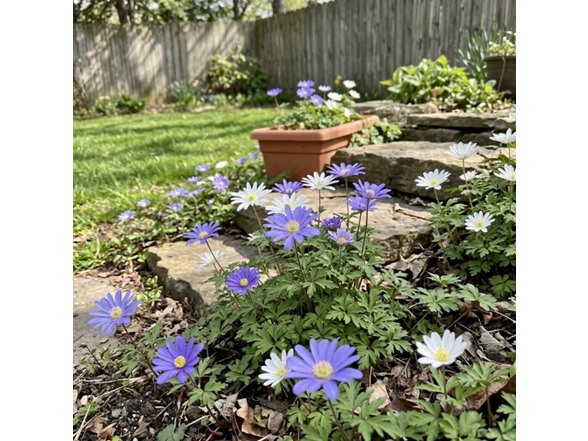 Anemone "Dutch Fireworks" Flower Mix