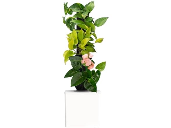 Tevatower Mini Smart Self-Watering Garden