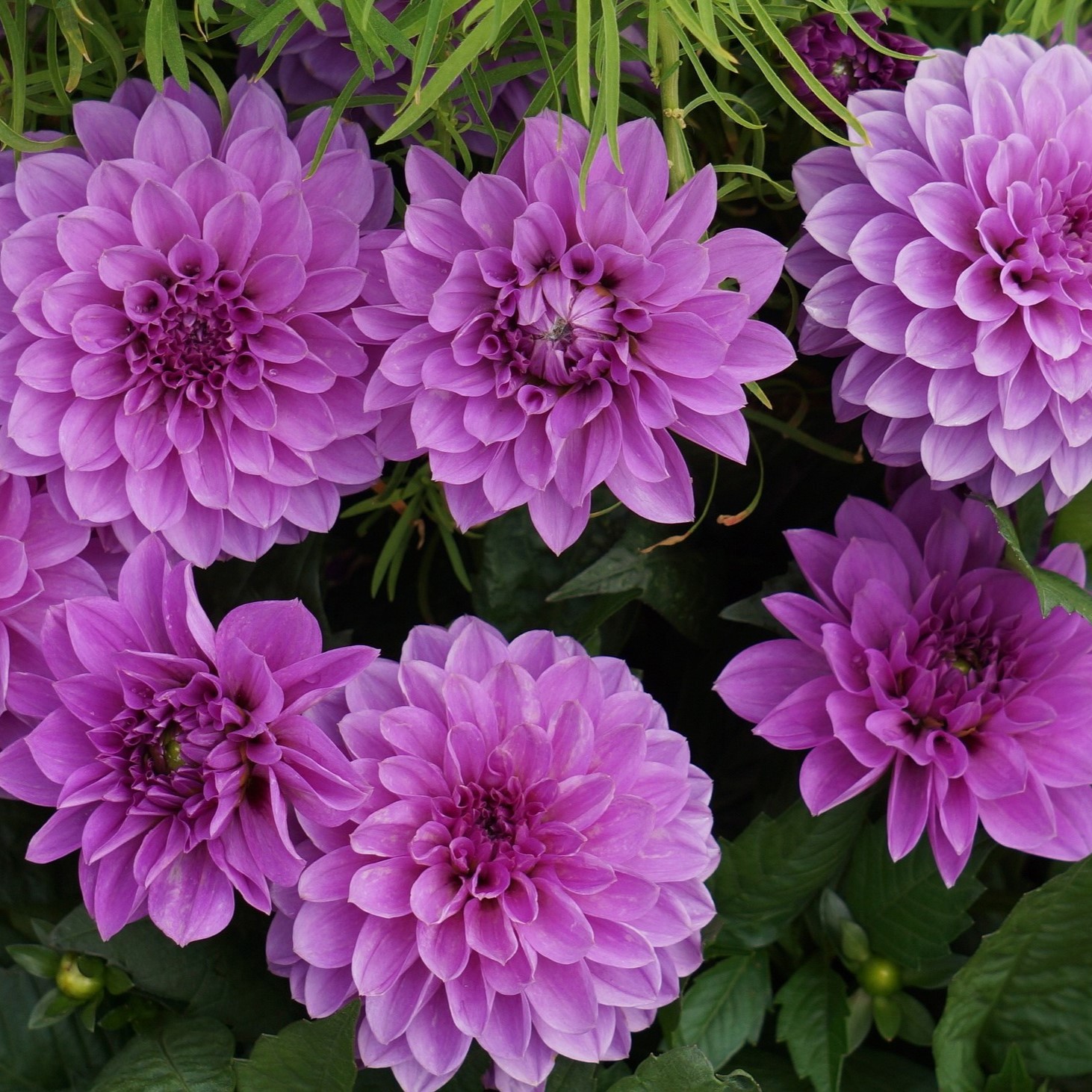 Lilac Dahlias - You Choose - Gallery 9