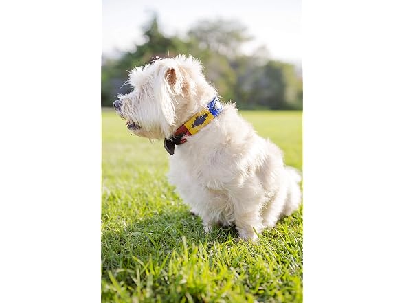 Gaucho Goods Soft Leather Dog Collar Yosemit