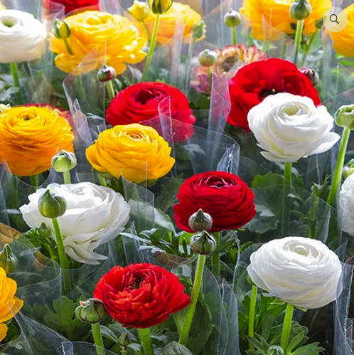 Persian Buttercups-15 Bulbs - Gallery 8