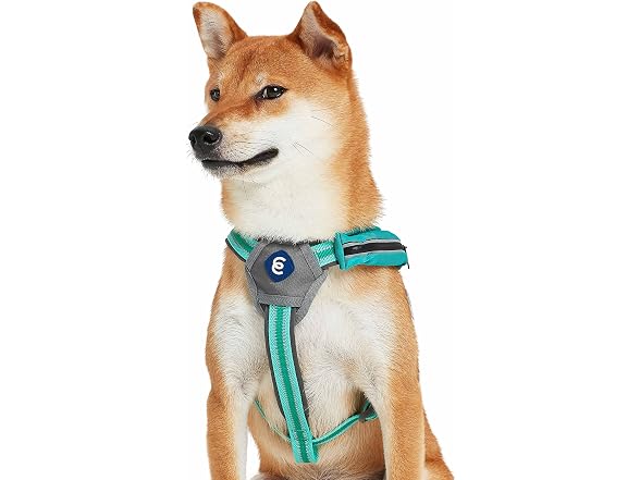 Blueberry Pet Essentials Reflective Back to