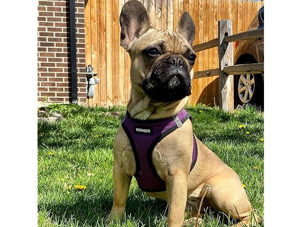 Best Pet Supplies - All Weather Mesh/Plush, Reflective Med