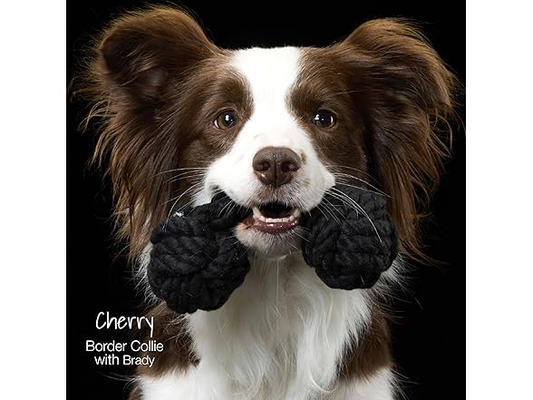 Pet Passion 3-Pk Cotton Dog Rope Toys