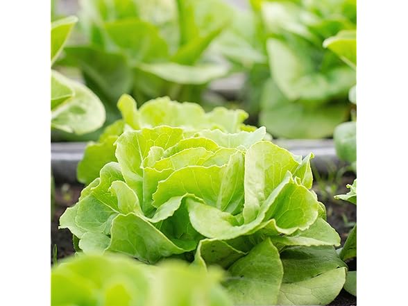 Veggie Grow Kit Lettuce 2pk