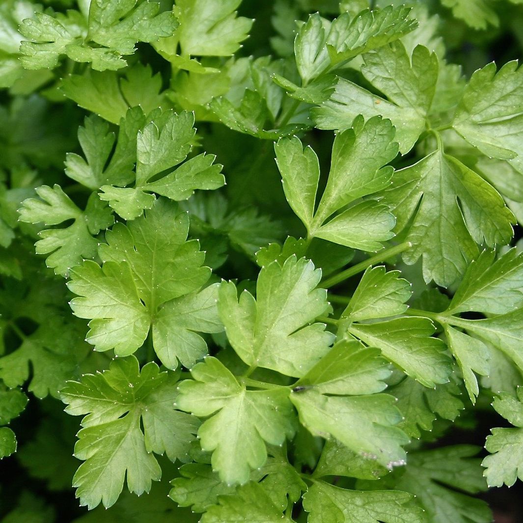 Touch Of ECO Organic Hanging Herb Kit - Gallery 11