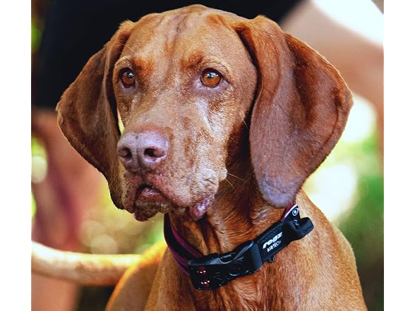 Rogz Airtech Classic Dog Collar Medium