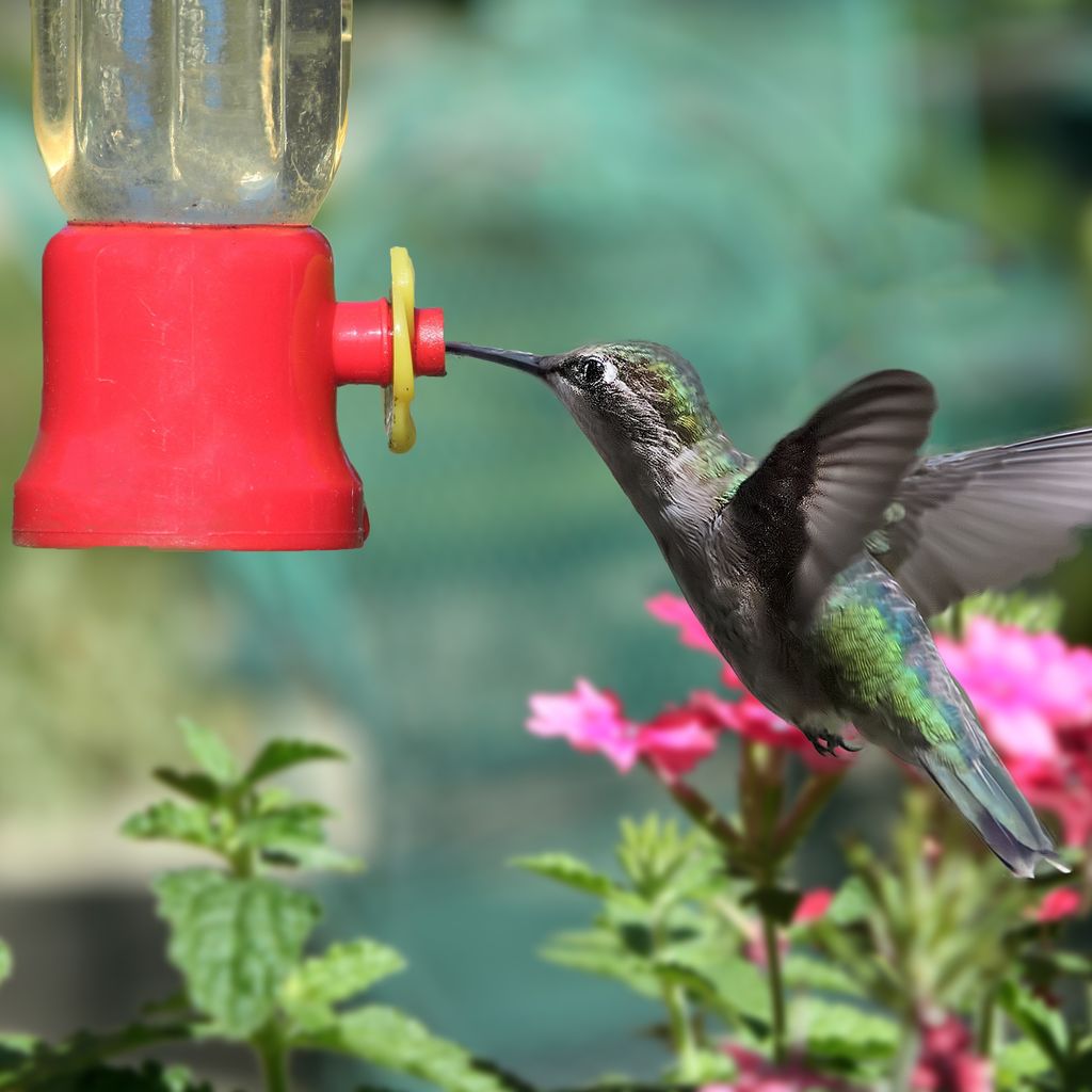 Touch Of ECO Hummingbird Feeder - 3 Pack - Gallery 7