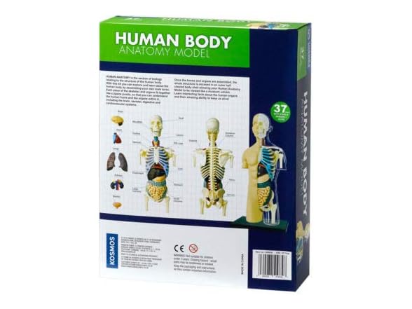 Thames & Kosmos 260830 Human Body Anatomy Model Toy
