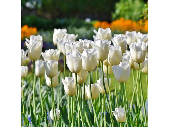 Colossal White Tulip Flowers