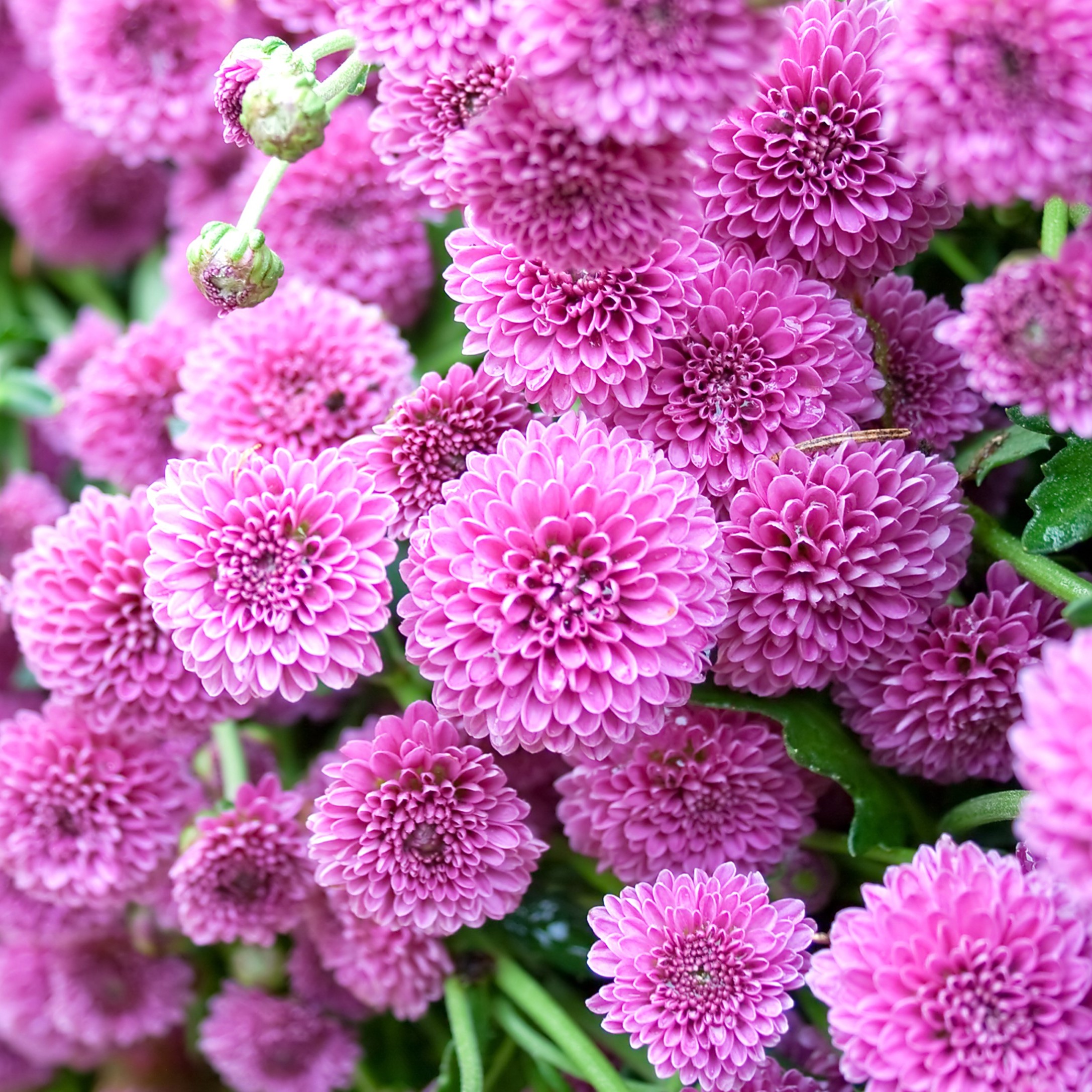 Lilac Dahlias - You Choose - Gallery 8