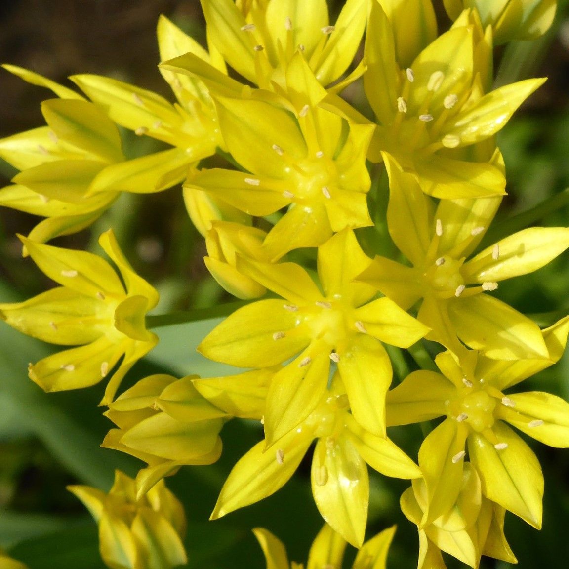 Bees & Butterfly Collection (100 Bulbs) - Gallery 14