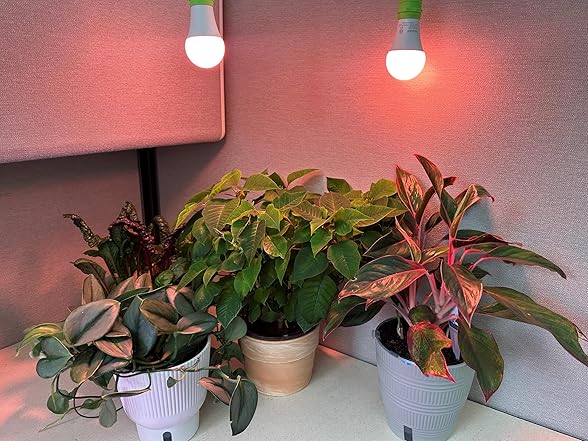 Grow Light 4-Socket Silver Red 6.5KK