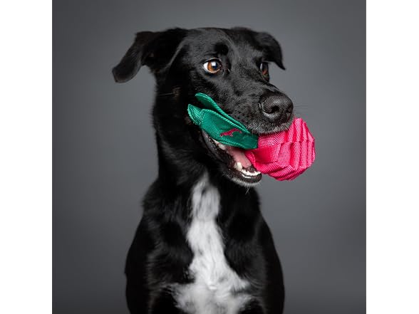 NOAH & PAW Luxury Dog Toy, Beet - Gallery 2