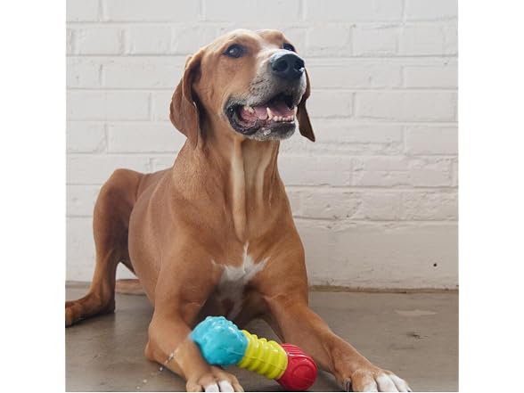 Petstages Multi-Squeak Bone Dog Chew Toy, Mu