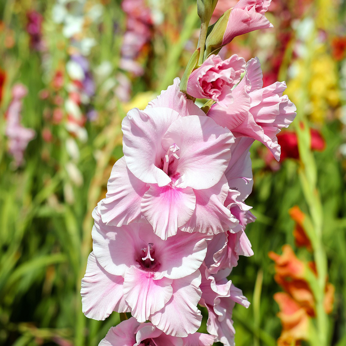 Touch Of ECO Mixed Gladiolus Flowers - 40 or 120 Bulbs - Gallery 7