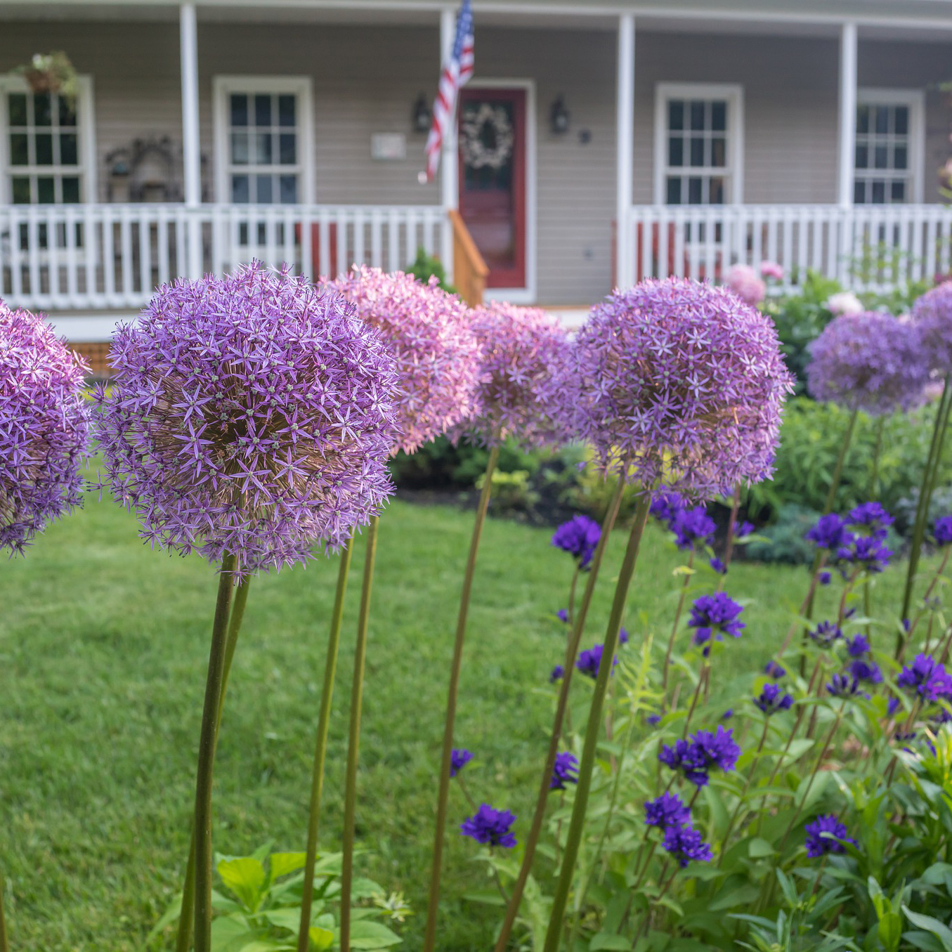 Allium Giganteum Flowers - Gallery 5