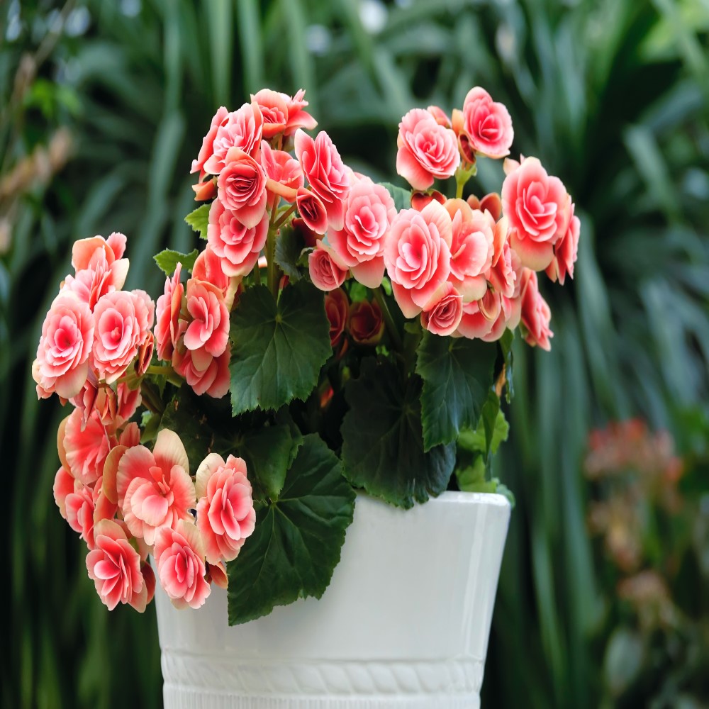 Touch Of ECO Strawberry Begonia - Gallery 10