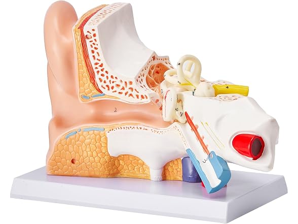 VEVOR Human Ear Anatomy Model, 3 Parts