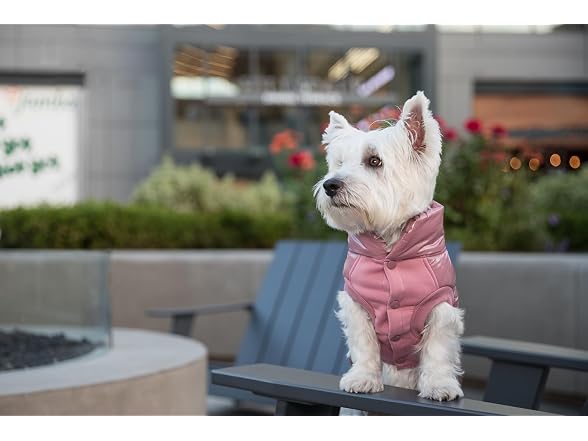 Blueberry Pet Windproof Quilted Winter Jacke