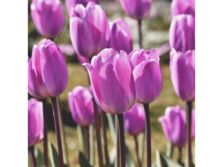 Touch Of ECO 7088 10 Bulbs 