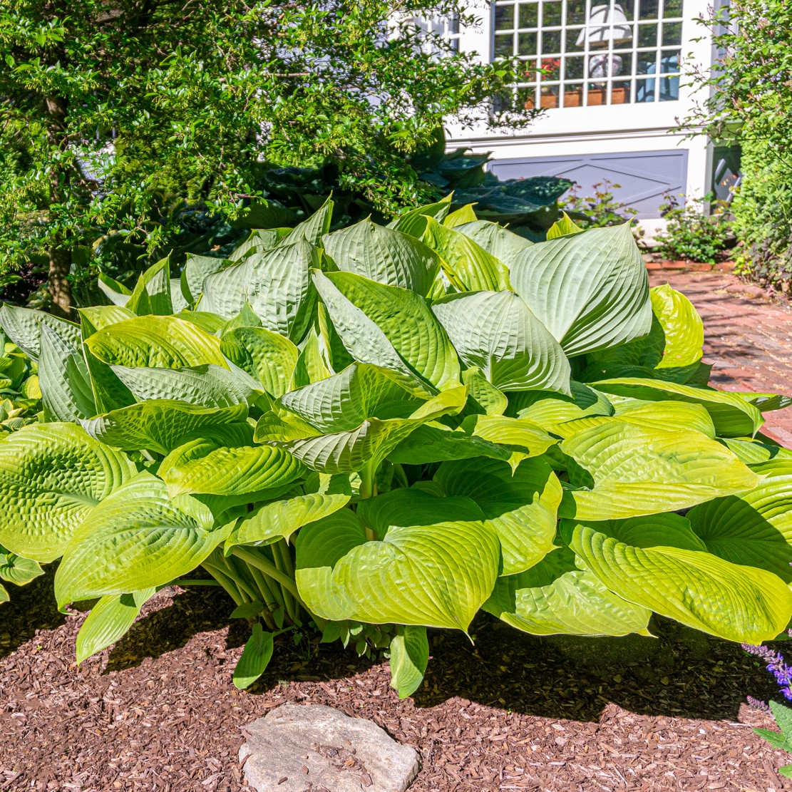 Giant Leaved Hosta - Gallery 6