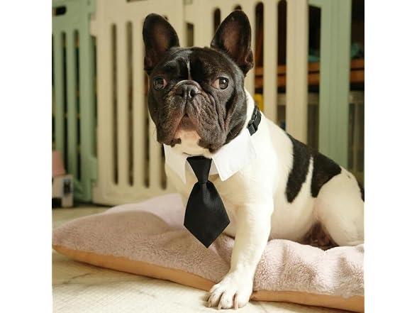 Adjustable Boy Dog Collar,Sturdy Pet Tie for