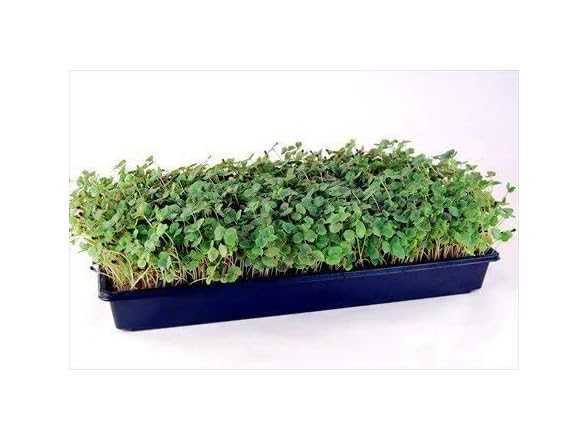 Mountain Valley 100 Plant Grow Kits