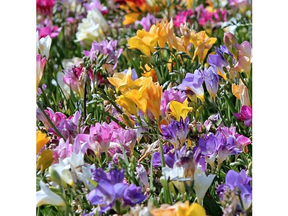Colorful Mixed Freesia Flowers - 90 Bulbs and Planting Tool