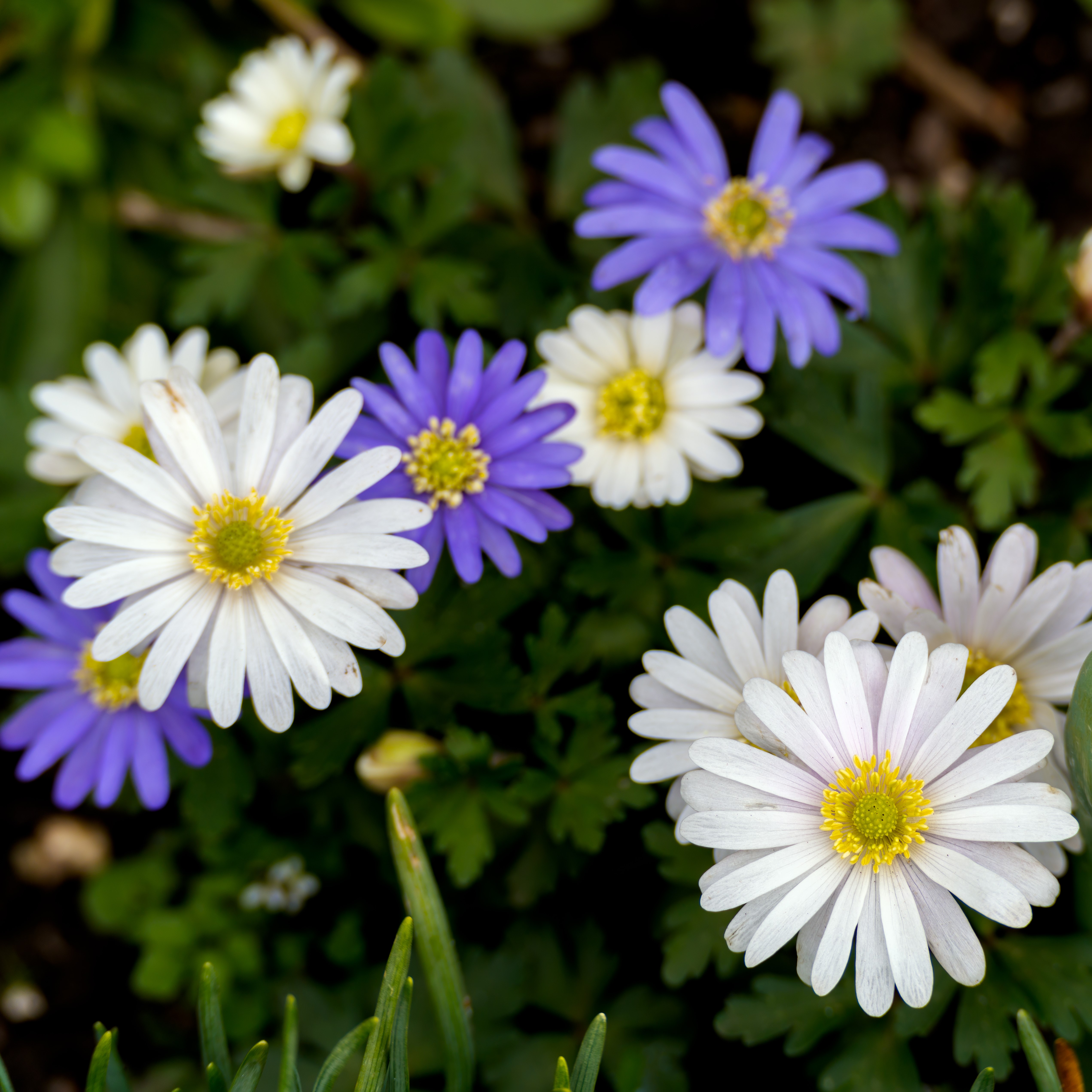 Anemone "Dutch Fireworks" Flower Mix - Gallery 9