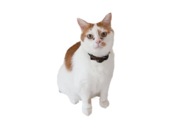 PetSafe Premium Cat Fence Extra Receiver