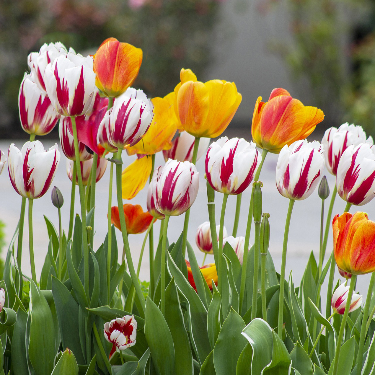 Mixed Sorbet Tulip Flowers - Gallery 5