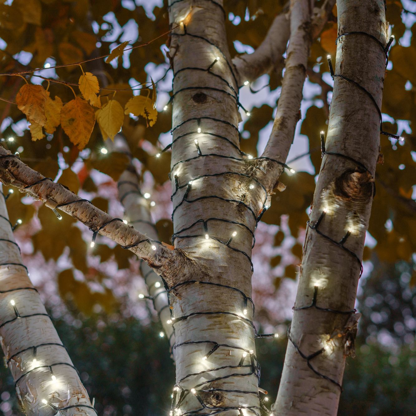 Solar LITEUP125 String Lights Warm White - Gallery 10