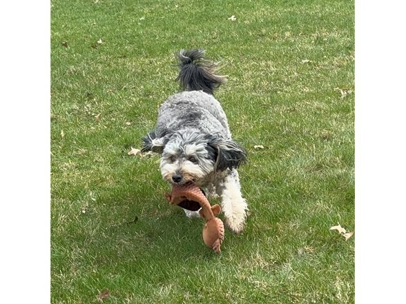 SPOT Skinneeez Stretch and Squeak Dog Toy