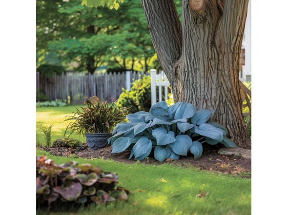 Bressingham Blue Hosta - 4 Roots