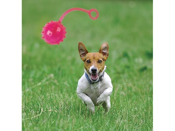 Ruff Dawg Gladiator Rubber Dog Toy Assorted Neon Colors
