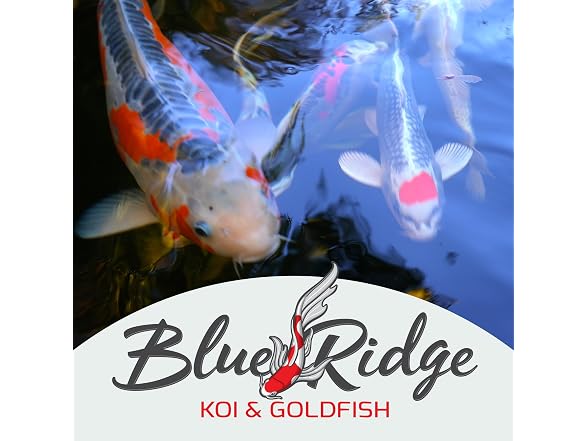 Blue Ridge Koi Fish Food 5lb - Koi Food
