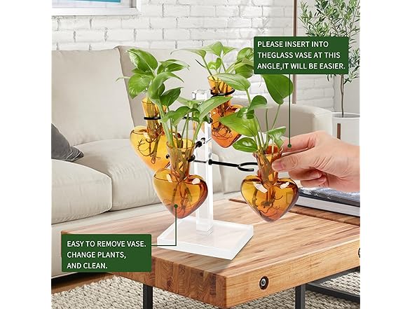 4 Love Heart Vase Plant Propagation