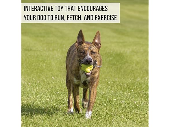 Hyper Pet Throwing Bumpy Ball Dog Toy