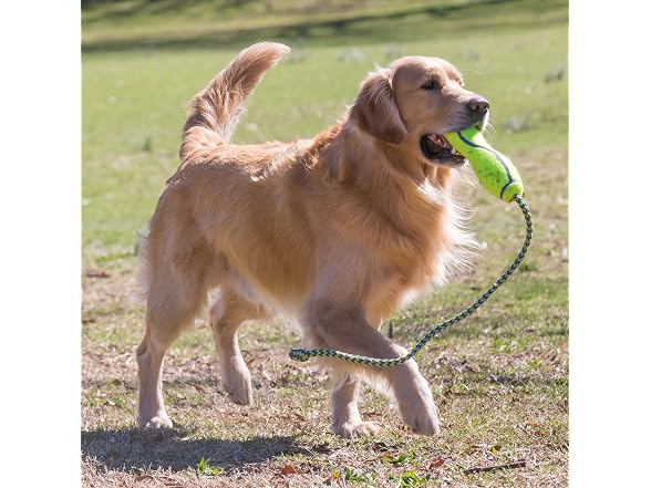 KONG AirDog Fetch Stick w/Rope Lg