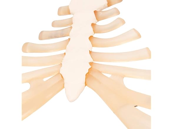 3B Scientific A69 Sternum with Rib Cart