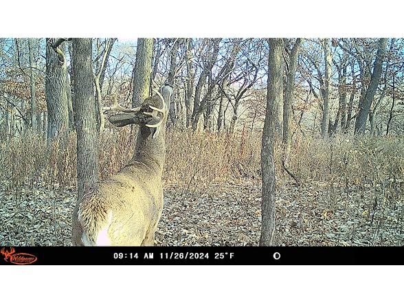 Wildgame Innovations Insite-V Cellular Trail Camera