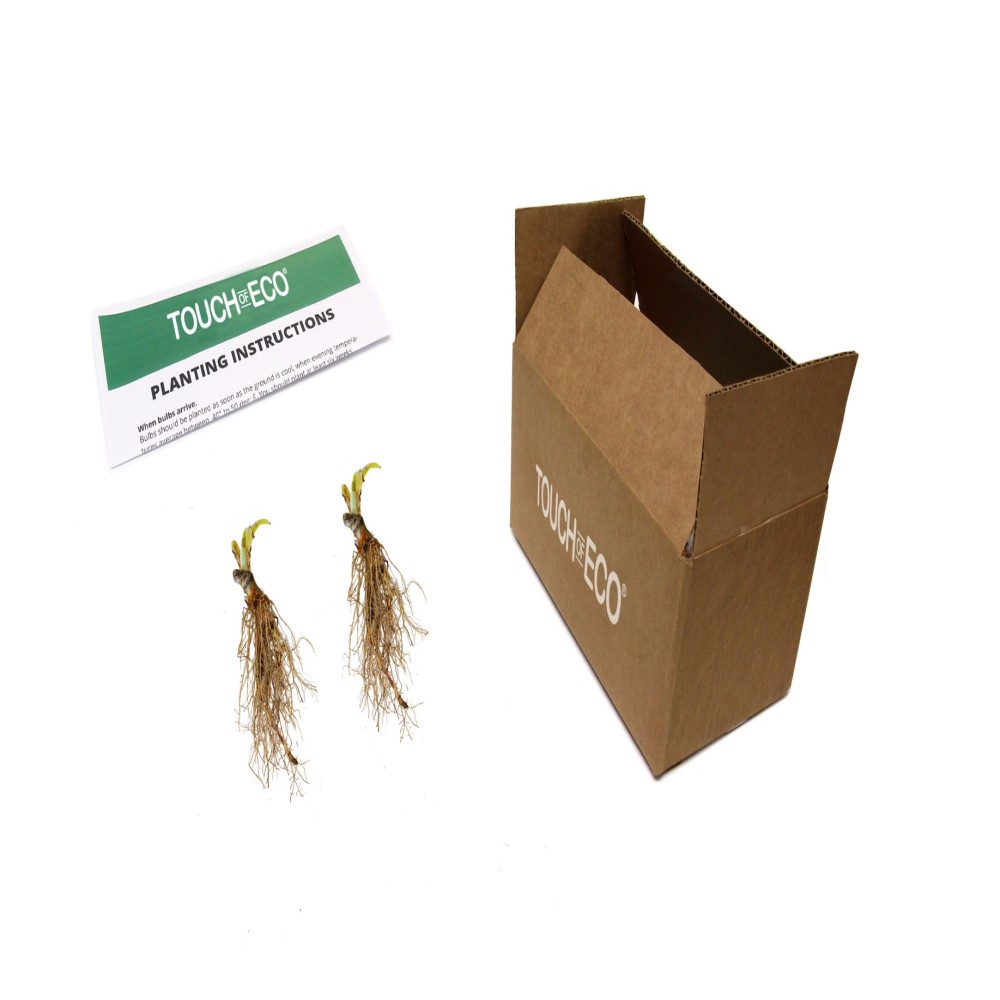 White Feather Hosta - 2 Bare Roots - Gallery 8