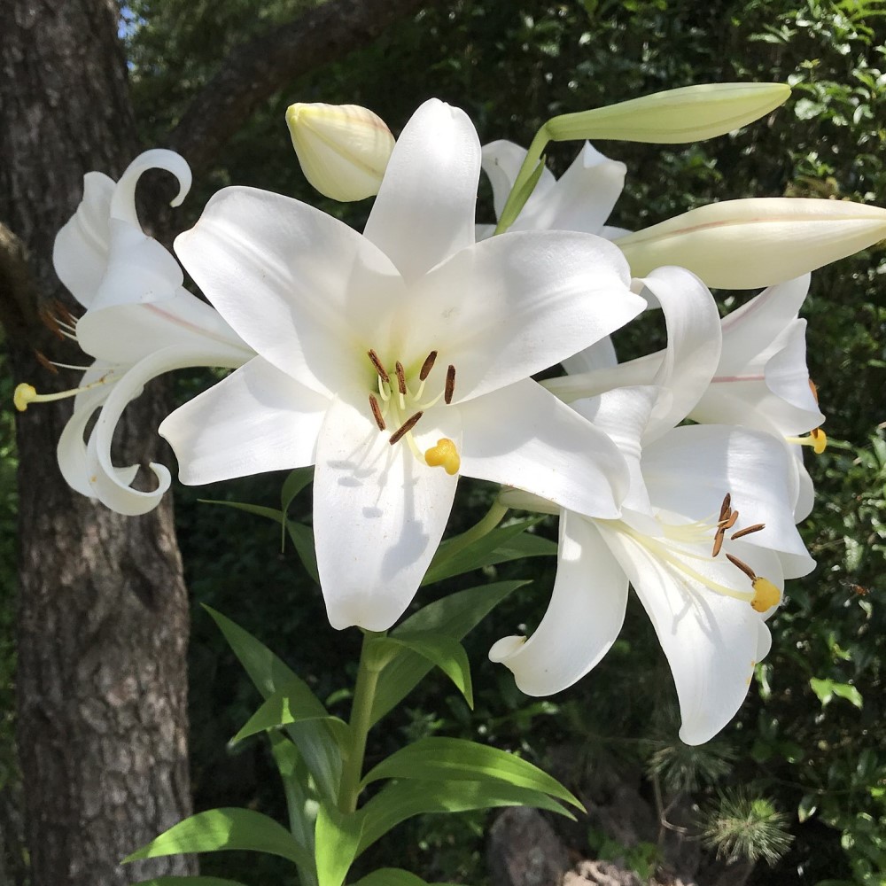 Giant Tree Lily Flowers - Gallery 6