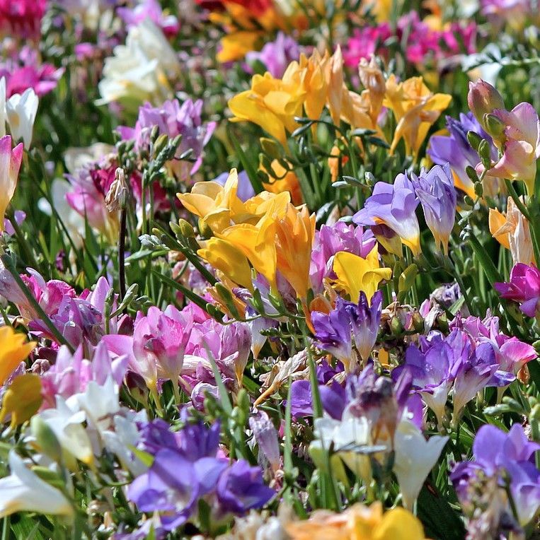 Colorful Mixed Freesia Flowers - 90 Bulbs and Planting Tool - Gallery 6